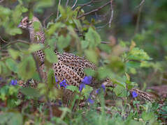 Common Pheasant