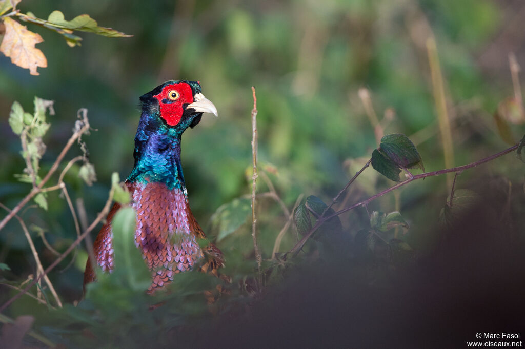 Common Pheasant male adult breeding, identification