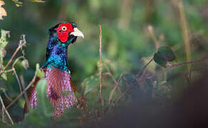 Common Pheasant