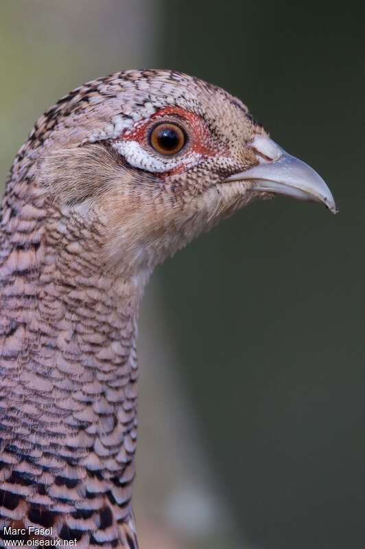 Common Pheasant female adult breeding, close-up portrait