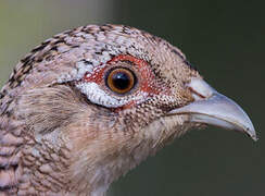 Common Pheasant