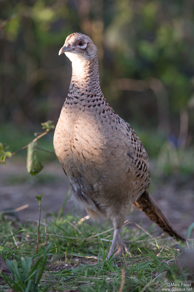 Faisan de Colchide femelle adulte, identification, marche