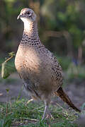 Common Pheasant