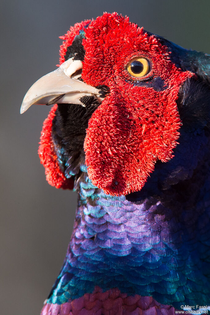 Common Pheasant male adult breeding, close-up portrait