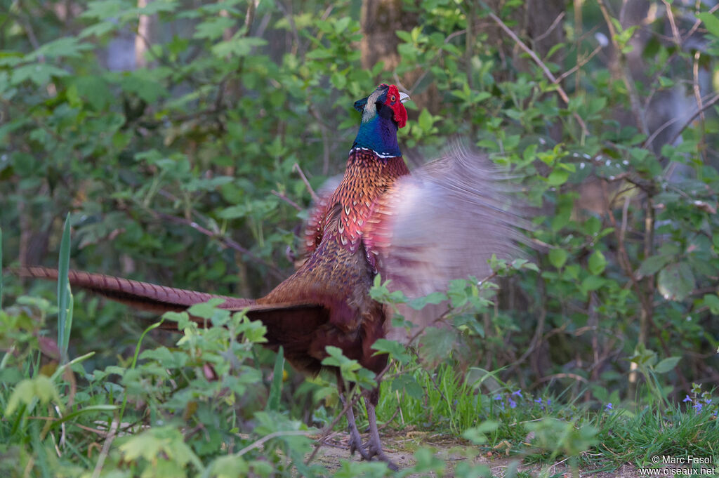 Common Pheasant male adult breeding, courting display