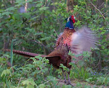 Common Pheasant