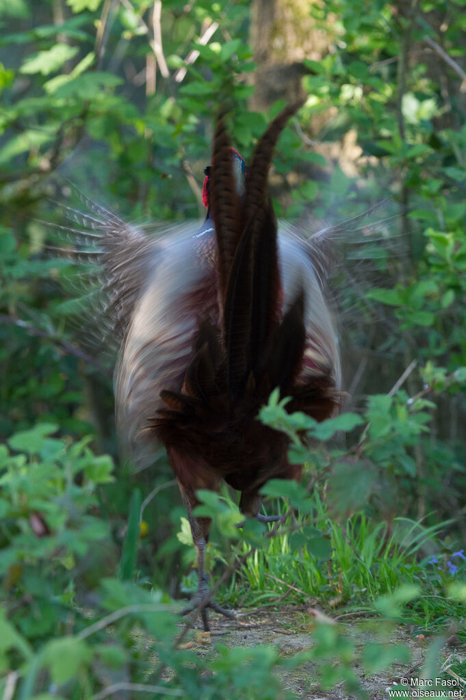 Common Pheasant male adult, courting display