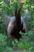 Common Pheasant