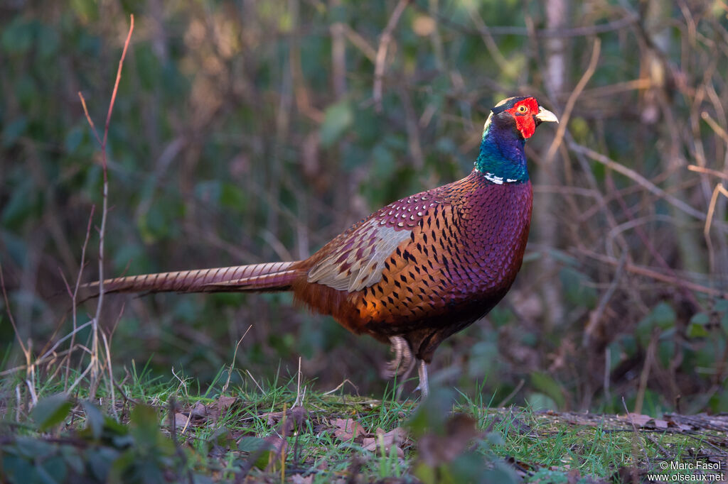 Common Pheasant male adult, identification