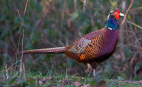 Common Pheasant