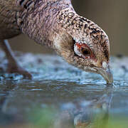 Common Pheasant