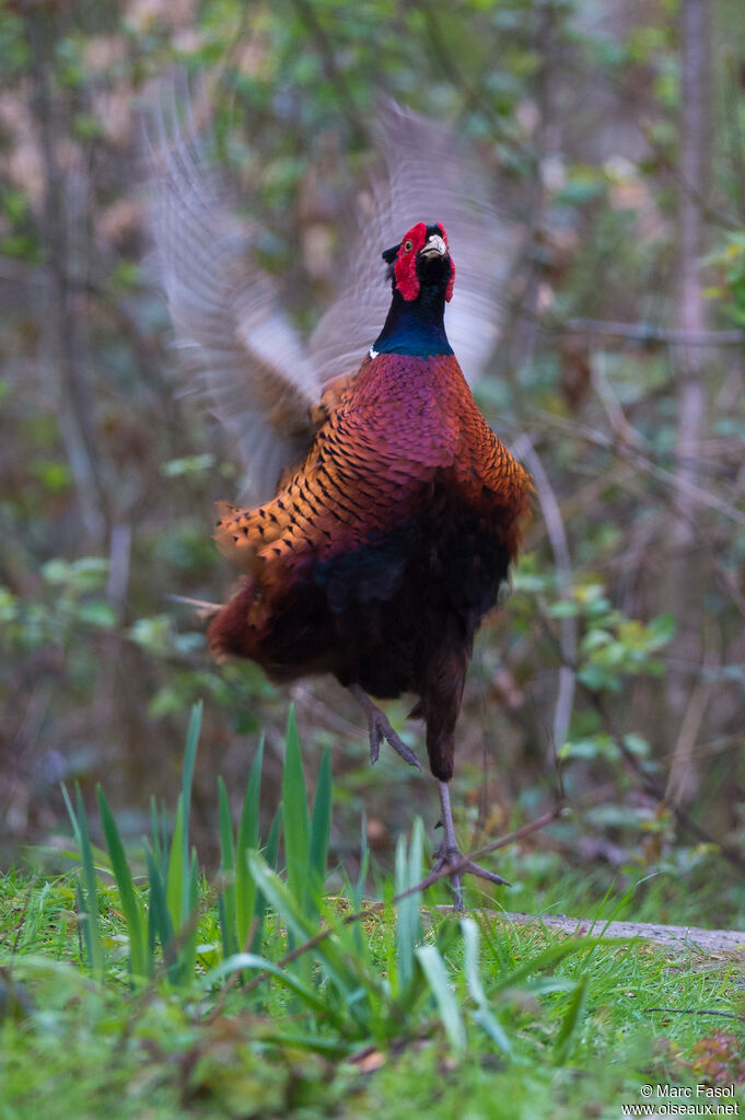 Common Pheasant male adult, courting display