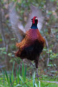 Common Pheasant