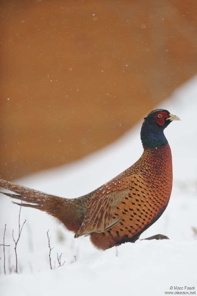 Common Pheasant male