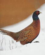 Common Pheasant