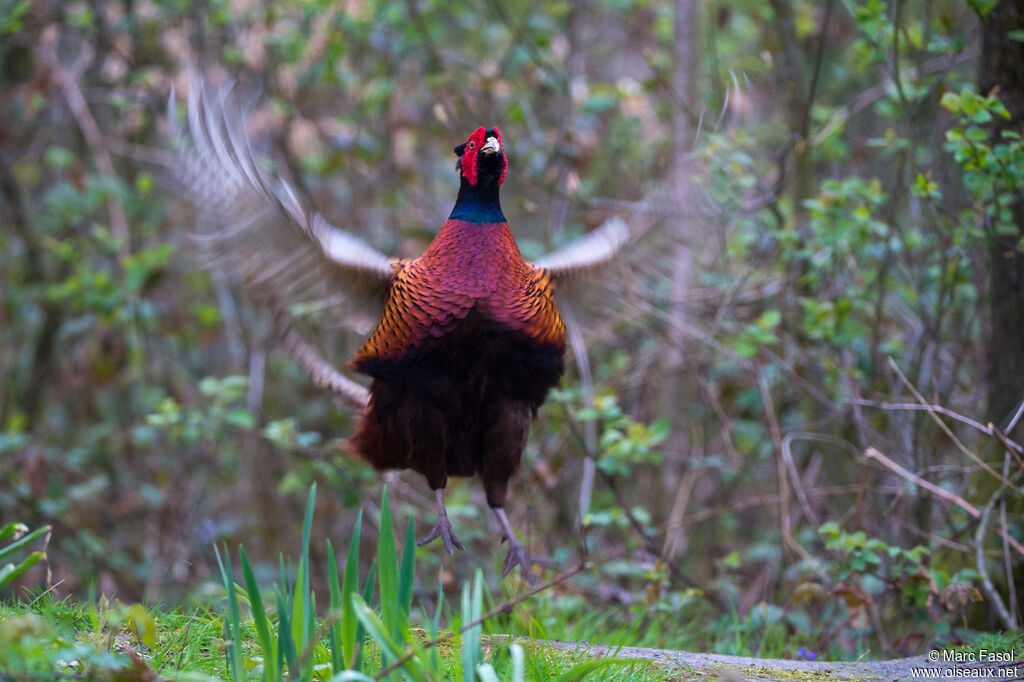 Common Pheasant male adult, courting display