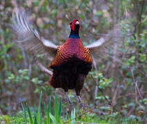 Common Pheasant