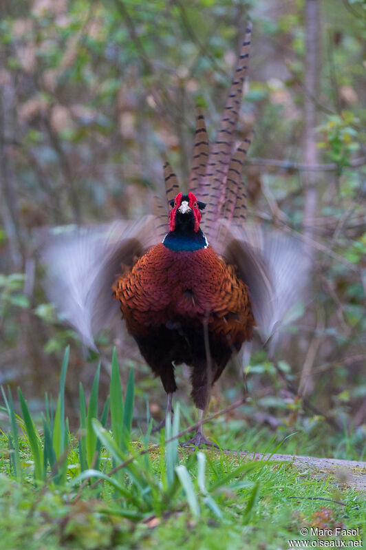 Common Pheasant male adult, courting display