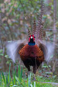 Common Pheasant