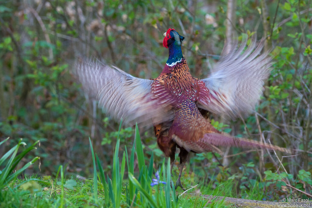 Common Pheasant male adult, identification, courting display, song