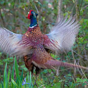 Common Pheasant