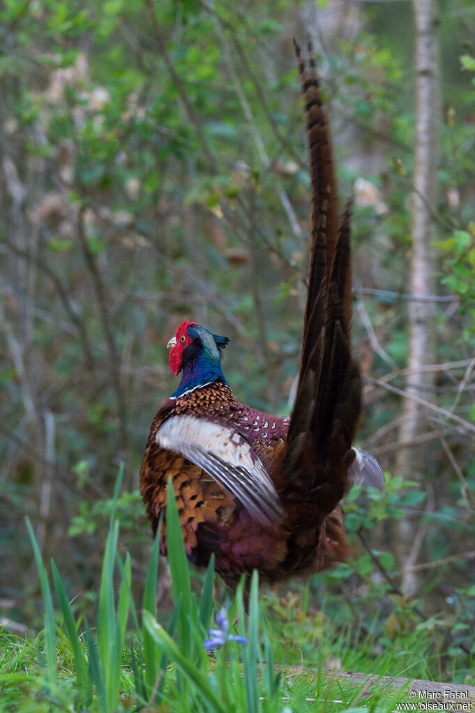 Common Pheasant male adult, identification, courting display