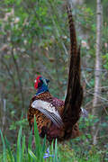 Common Pheasant