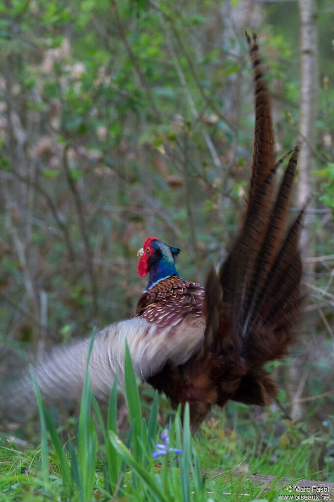 Common Pheasant male adult, courting display