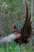 Common Pheasant