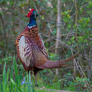 Common Pheasant