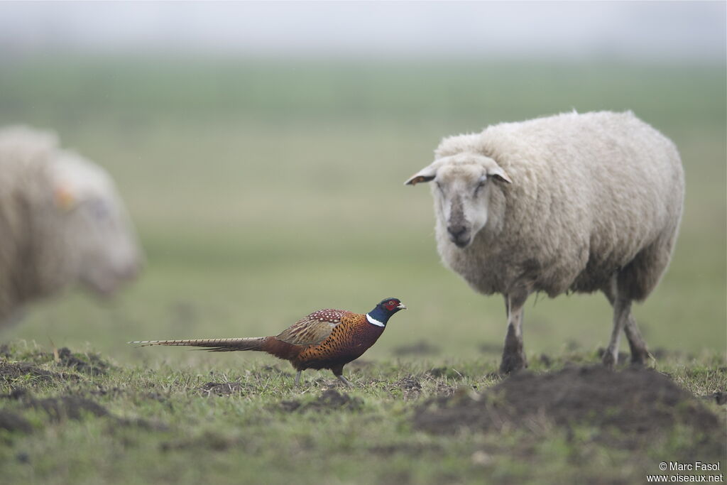 Common Pheasant male adult, Behaviour