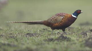 Common Pheasant