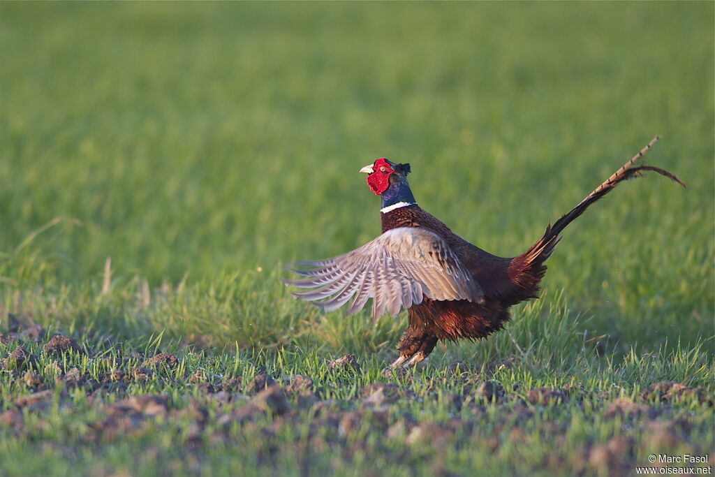 Common Pheasant