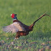 Common Pheasant