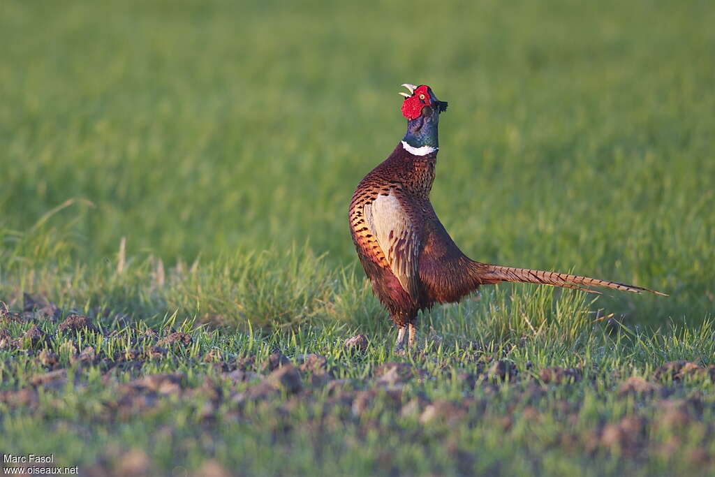 Common Pheasantadult breeding, song, Behaviour