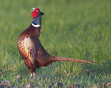 Common Pheasant