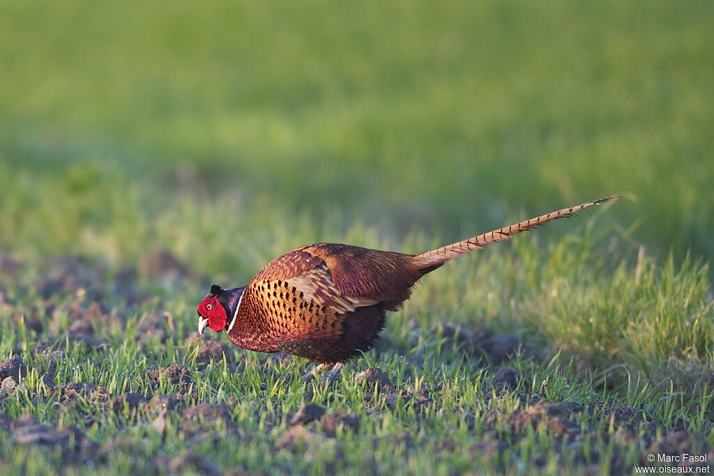 Common Pheasantadult breeding, feeding habits