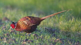 Common Pheasant