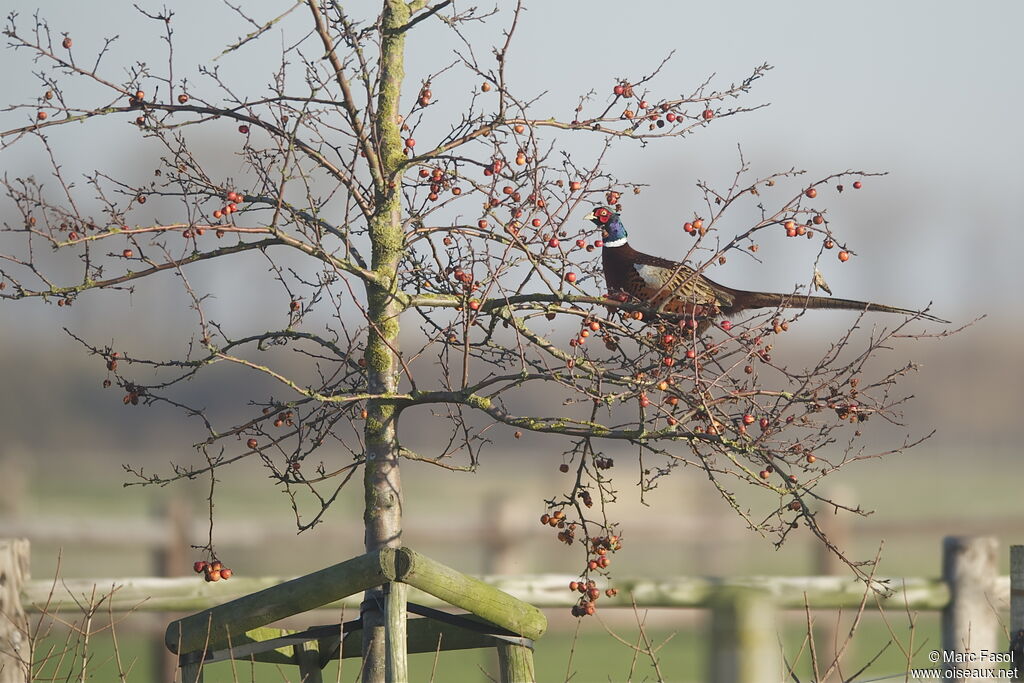 Common Pheasantadult post breeding, identification, feeding habits, Behaviour