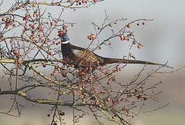 Common Pheasant