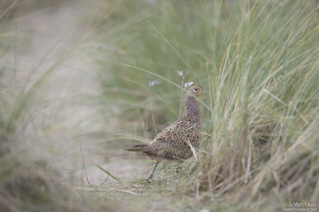 Common Pheasant female, identification