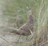 Common Pheasant