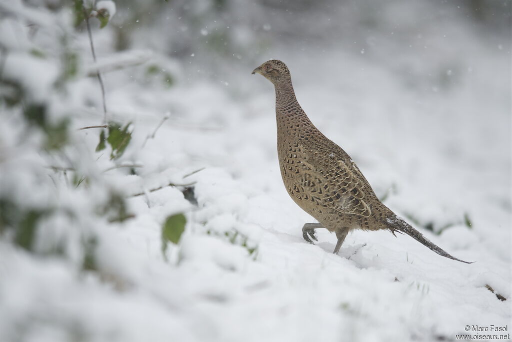 Common Pheasant female adult post breeding, identification