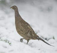 Common Pheasant