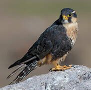 Aplomado Falcon