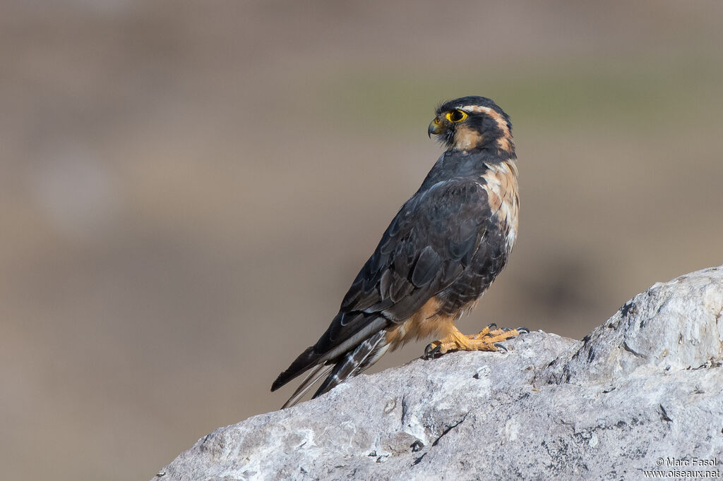 Aplomado Falconadult, identification