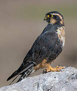 Aplomado Falcon