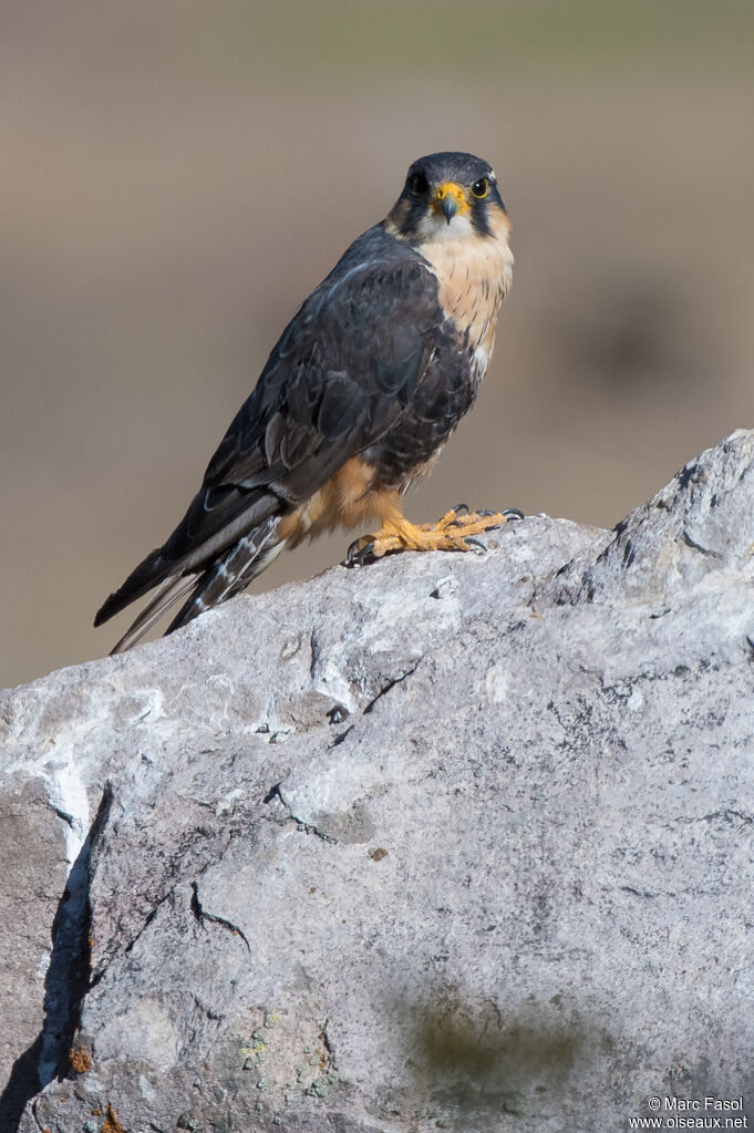 Aplomado Falconadult, identification