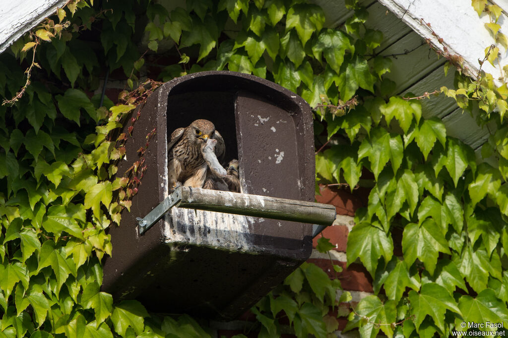 Common Kestrel female adult breeding, identification, Reproduction-nesting