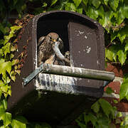 Common Kestrel